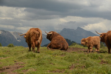 in den highlands. Schottische Hochlandrinder auf der Almweide vor Bergpanorama
