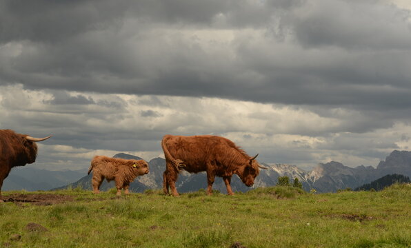 in den highlands. Schottische Hochlandrinder auf der Almweide vor Bergpanorama