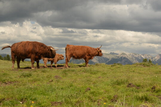 in den highlands. Schottische Hochlandrinder auf der Almweide vor Bergpanorama