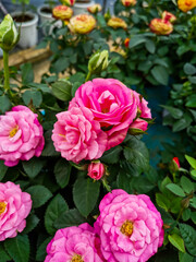 pink roses in garden