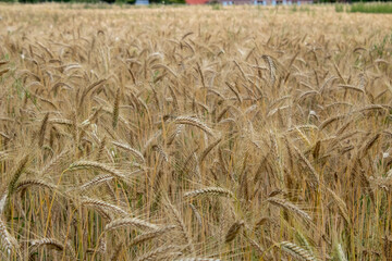 champs de blé au niveau du regard dans la campagne d'une petite ville dans le nord de la France
