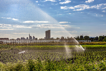 Gemüseanbau im Frankfurter Stadtteil Oberrad mit Bewässerung und Skyline mit Europäischer Zentralbank im Hintergrund