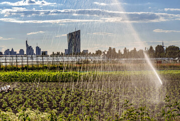 Gemüseanbau im Frankfurter Stadtteil Oberrad mit Bewässerung und Skyline mit Europäischer Zentralbank im Hintergrund