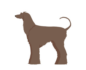 Afghan Hound side view. Vector isolated on white background