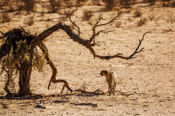 Cheetah walking front view in desert land in Kgalagadi transfrontier park, South Africa ; Specie Acinonyx jubatus family of Felidae