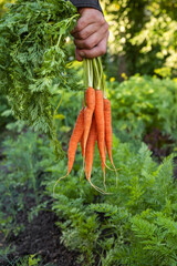 Fresh harvesting carrots in farmers hand in the garden. Organic vegetables. Healthy vegan food. Gardening concept