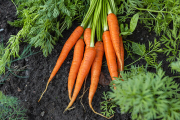 Fresh harvesting carrots on the ground in vegetable garden. Organic vegetables. Healthy vegan food. Gardening concept - obrazy, fototapety, plakaty