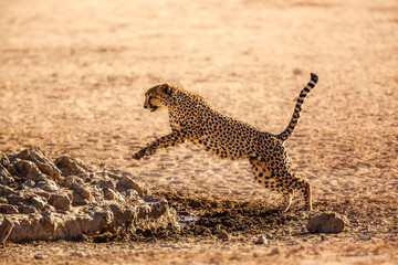 Cheetah jumping in waterhole in Kgalagadi transfrontier park, South Africa ; Specie Acinonyx jubatus family of Felidae - obrazy, fototapety, plakaty
