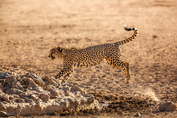 Cheetah jumping in waterhole in Kgalagadi transfrontier park, South Africa ; Specie Acinonyx jubatus family of Felidae