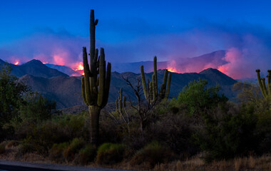 Bush Fire, Arizona
