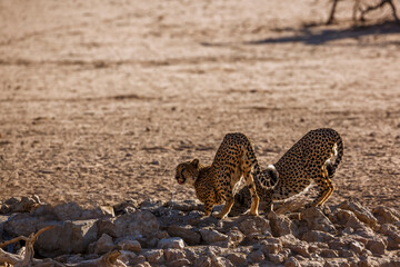 Couple of Cheetahs drinking at waterhole in Kgalagadi transfrontier park, South Africa ; Specie Acinonyx jubatus family of Felidae