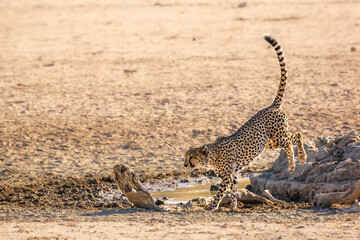 Cheetah jumping out of waterhole in Kgalagadi transfrontier park, South Africa ; Specie Acinonyx jubatus family of Felidae