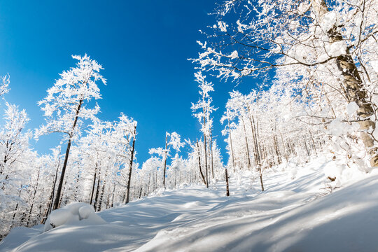 Epic winter scenery. Forest covered with snow.