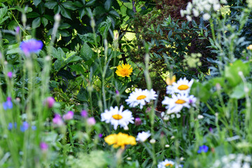 Yellow sunflower behind the daisies by the fence in our meadow. Focused on the sunflower.