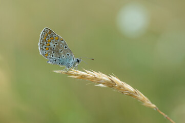 Common blue is sitting on a grass