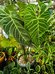 Giant anthurium plant in the garden