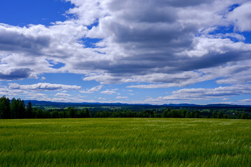 Obraz premium view of rural Toten in summertime, Oppland, Norway