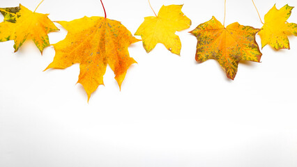 Red and yellow autumn leaves on a white background, autumn border isolated on white