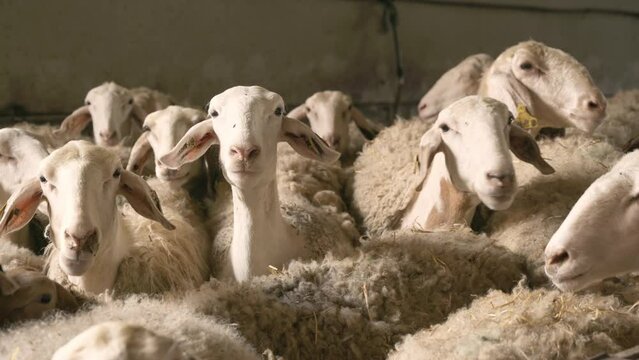 Flock of sheep in stable. High quality 4k footage