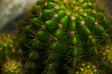 cactus close up