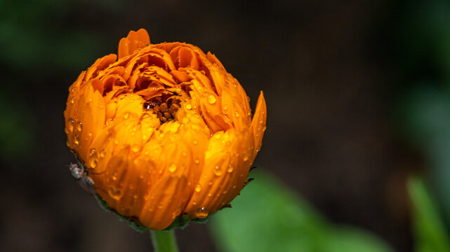 Merigold afterthe rain vol.1