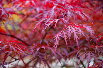 Red sharp leaves on a blurry background. Natural background