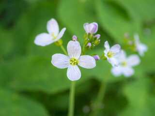 cuckooflower in spring close up