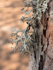 lichen on a pine trunk