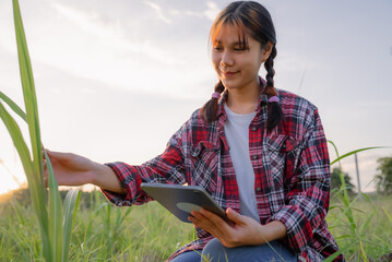 Young agriculture student working with tablet in field at sunset. Young attractive Asian girl in a field using tablet. Portrait of female farm worker with digital tablet