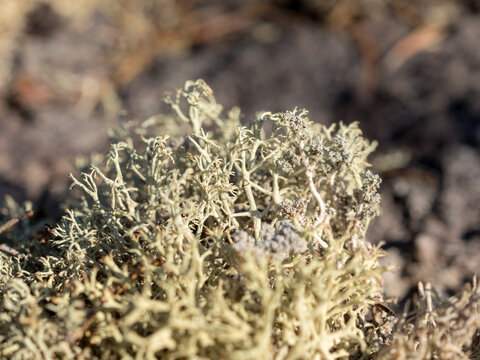 gray lichen close up
