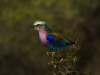Lilac-breasted Roller