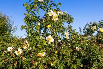 Fototapeta na wymiar Rosa flowers bloom in the summer garden