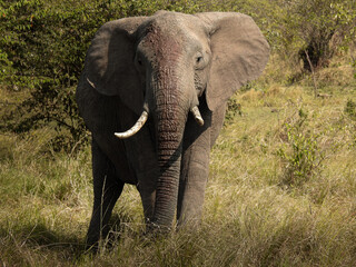 Obraz na płótnie Canvas Muddy Elephant