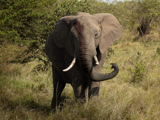 Fototapeta premium Muddy Elephant