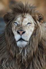 Obraz na płótnie Canvas The South African Lion (Panthera leo krugeri) portrait detail head king lion 