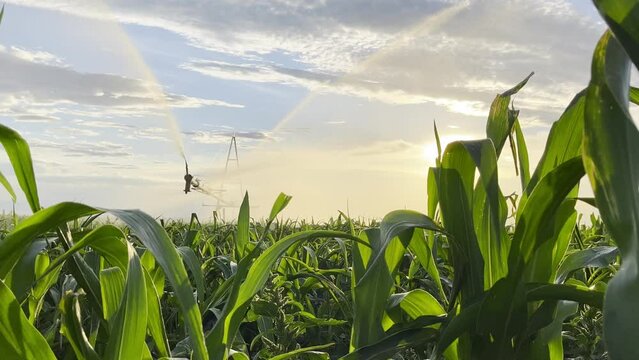 Pivot irrigation system at corn field. Agriculture. Close-up view
