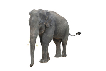 Elephant isolated on white background.