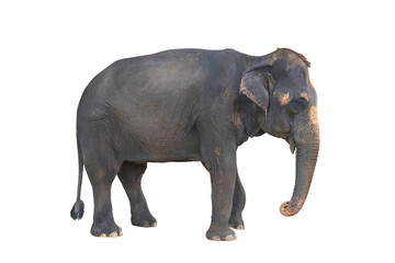 Elephant isolated on white background.