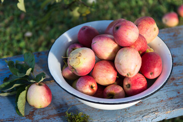 Harvest of the fresh pink dewy apples in white bowl on blue bench in garden in early morning in sunlight, gathered apples in farmland, agriculture and food concept