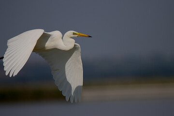 snowy egret in flight