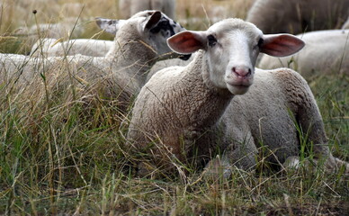 Schafe auf einer dürren Weide