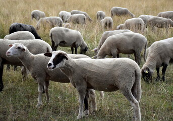 Fototapeta premium Schafe auf einer dürren Weide