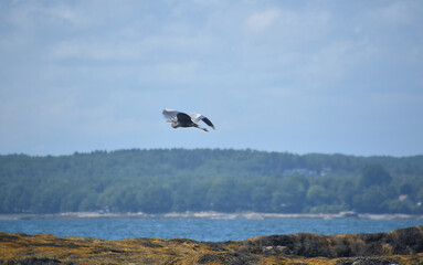 Lovely Great Blue Heron Flying Over the Ocean