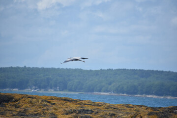Heron Gliding Over Seaweed in Casco Bay