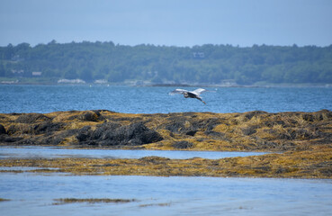 Naklejka premium Blue Heron Flying in Casco Bay Maine