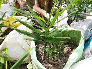 Sri Lankan ginger(iguru) plant with nature Background