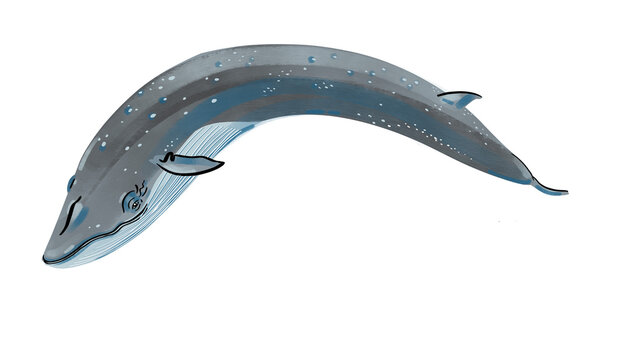 Sei Whale Illustration