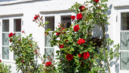 Obraz premium Colourfull houses with flowers in Ribe. Ribe is thhe oldest town in Denmark