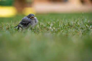 White wagtail (Motacilla alba) youngster