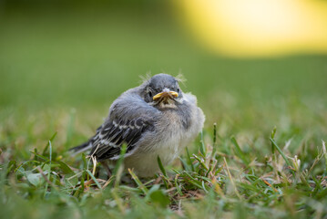 White wagtail (Motacilla alba) youngster